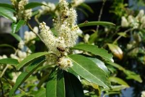 Cómo cuidar un árbol de laurel