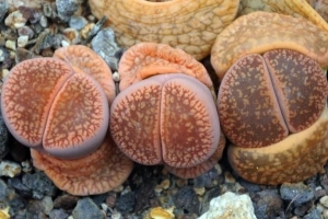 Cómo cuidar una planta de piedra viva