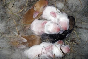 Cómo cuidar a un conejo recién nacido