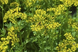 Cómo cuidar una planta de ruda