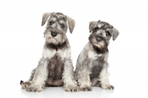 Cómo cuidar a un schnauzer