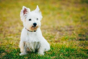 Cómo cuidar a un westie