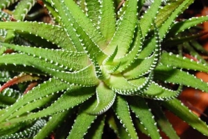 Cómo cuidar adecuadamente una planta de aloe vera