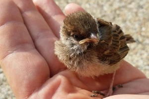 Cómo cuidar y criar a un gorrión bebé