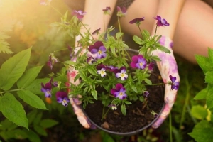 Cómo cuidar las flores de pensamiento de jardín