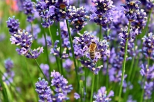 Cómo cuidar las plantas de lavanda