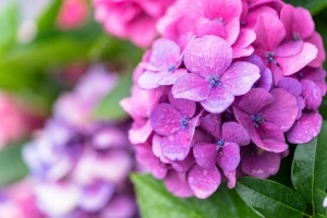 Cómo cambiar el color de las hortensias de forma natural