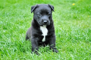 Cómo controlar la fiebre de un perro