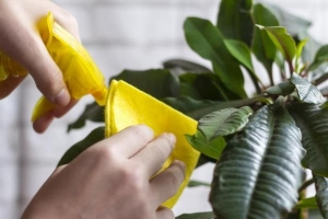 Cómo limpiar las hojas de las plantas de interior