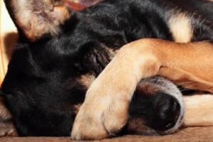 Cómo curar el orzuelo de un perro con remedios naturales