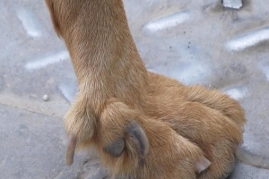 Cómo cortar la garra de rocío de un perro