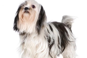 Cómo cortar el pelo de un shih tzu