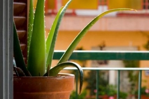 Cómo cortar hojas de aloe vera