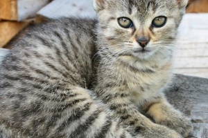 Cómo disuadir a un gato