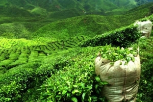 Cómo beber té darjeeling