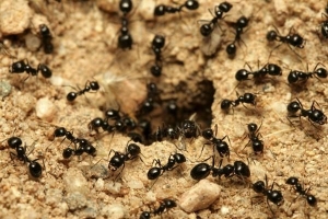 Cómo eliminar las hormigas del jardín de forma natural