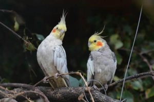 Cómo alimentar a un pollito cockatiel