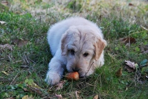 Cómo alimentar a un perro con leishmaniasis