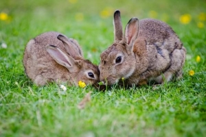 Cómo alimentar a una coneja preñada