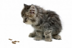 Cómo alimentar a un gatito joven