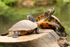 Cómo alimentar a las tortugas marinas si no comen alimentos comprados en la tienda