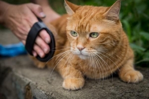 Cómo ganarse la confianza de un gato