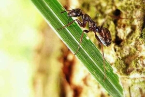 Cómo deshacerse de las hormigas en las plantas