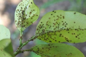 Cómo deshacerse de los pulgones de forma natural