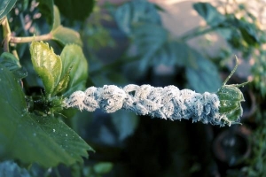 Cómo deshacerse de las cochinillas de las plantas al aire libre