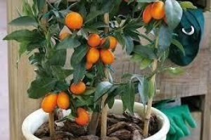 Cómo cultivar un árbol kumquat