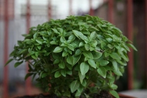 Cómo cultivar albahaca en una maceta en casa