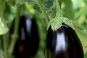 Cómo cultivar berenjenas en un jardín