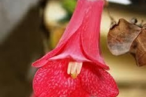 Cómo cultivar lapageria rosea