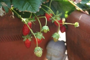 Cómo cultivar fresas en una maceta