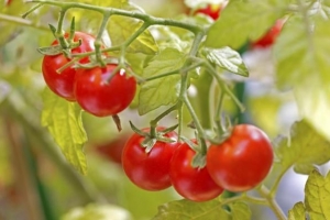 Cómo cultivar tomates en una maceta