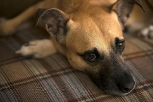 Cómo ayudar a un perro temeroso a ganar confianza