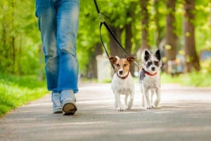 Cómo presentar dos perros que vivirán juntos