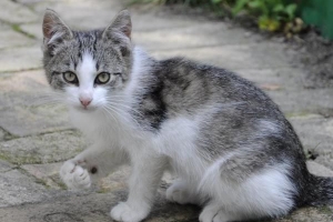 Cómo mantener a los gatos alejados de su jardín