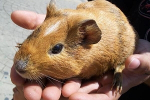 Cómo saber si una cobaya está embarazada