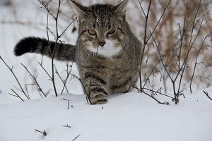 Cómo saber si mi gato tiene frío