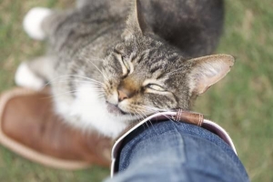 Cómo saber si mi gata está en celo o embarazada