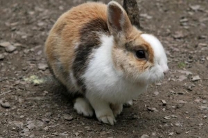 Cómo saber si mi conejo tiene fiebre