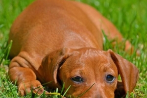 Cómo saber si tu perro tiene alergias