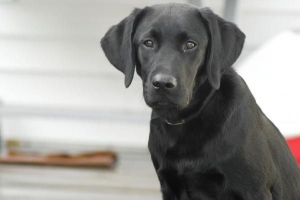 Cómo saber si tu perro tiene artritis