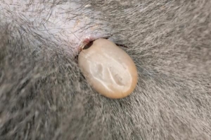 Cómo saber si su perro tiene la enfermedad de lyme