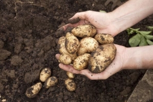 Cómo saber cuándo las papas están listas para cosechar