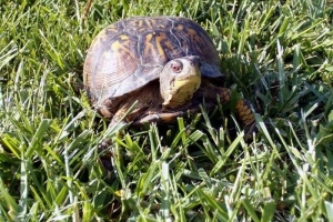 Cómo saber si una tortuga es macho o hembra