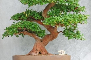 Cómo cuidar un árbol bonsai