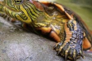 Cómo cuidar una tortuga