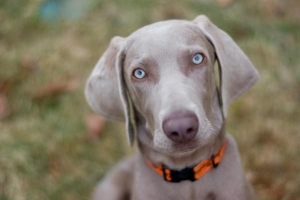 Cómo cuidar a un weimaraner